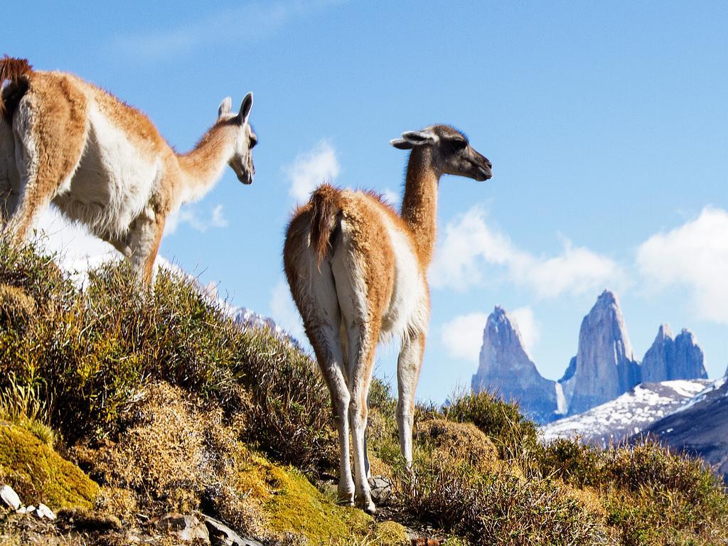 Hotel Noi Indigo Patagonia Puerto Natales Zewnętrze zdjęcie